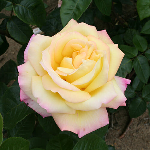 Peace Rose