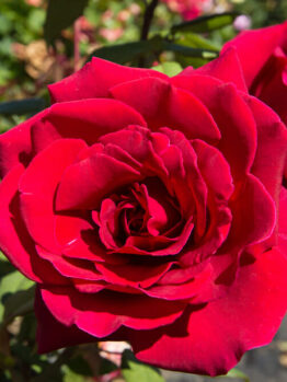 A vibrant close-up of Rose 'Fragrant Charm' in bloom.
