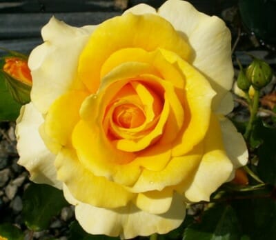 Rose ‘Gold Bunny’