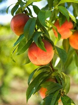 Dwarf Peach Tree