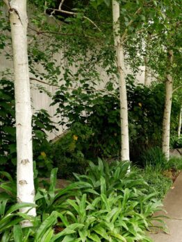 Hello Hello Plants Nursery Campbellfield Melbourne Victoria Australia Betula pendula Silver Birch trees arthropodium