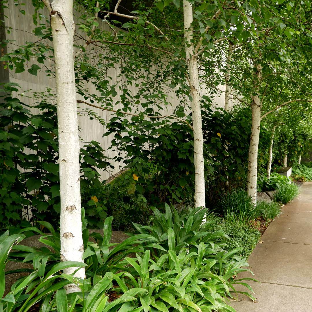 betula silver birch