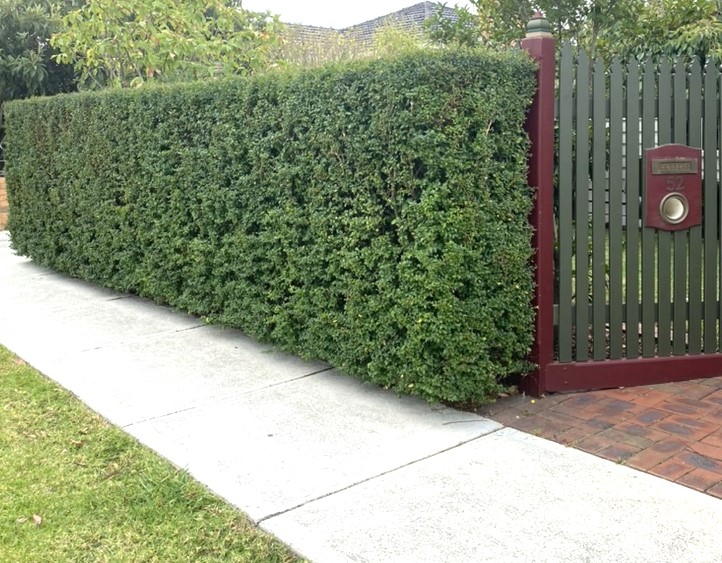Box Leaf Privet