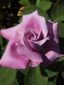 A close-up of a single Rose 'Fragrant Plum' in bloom, surrounded by green leaves.