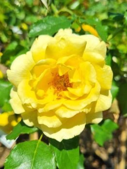 A close-up of Rose 'Friesia' highlights its vibrant yellow petals and green leaves set against a softly blurred natural background.