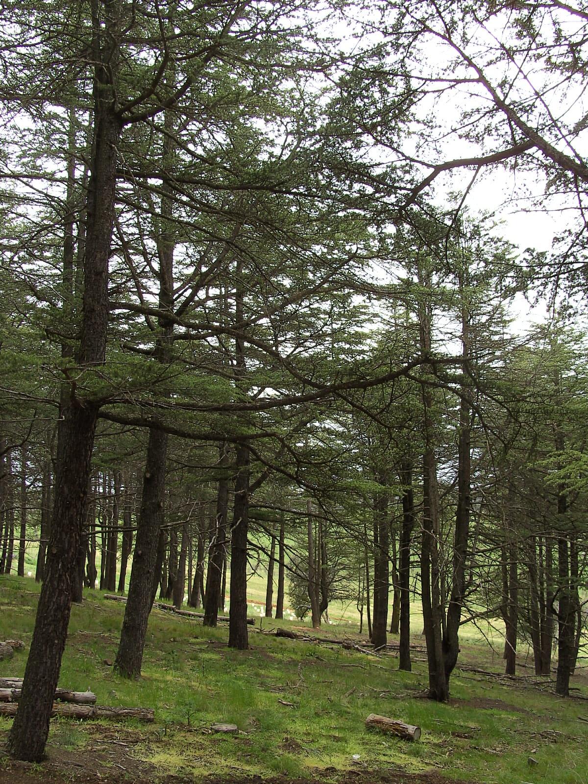 Cedrus 'Himalayan Cedar' Tree - Image 3
