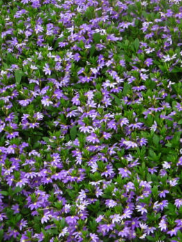 Hello Hello Plants: Scaevola 'Mauve Clusters' 6" Pot in a garden.