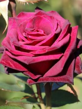 black velvet rose rich red rose fragrant bloom
