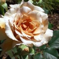 Rose 'Julias'