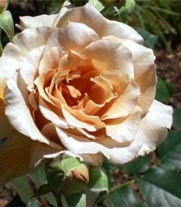 Rose 'Julias'