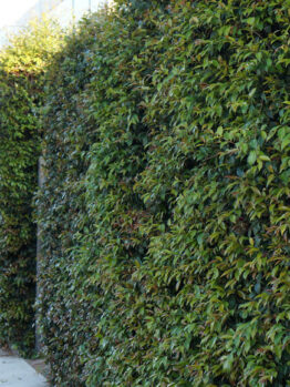 Neighbours Be Gone Hedge @ Hello Hello Plants
