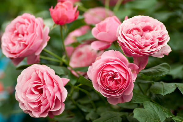 Rose Tree