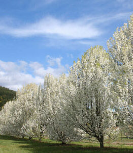 Row of blossoming trees on a sunny day with a clear blue sky and scattered clouds.