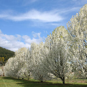 Row of blossoming trees on a sunny day with a clear blue sky and scattered clouds.