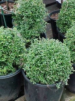 Boxwoods in pots on a wooden deck.