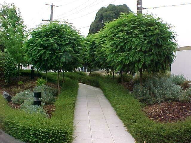 Mop Top Tree