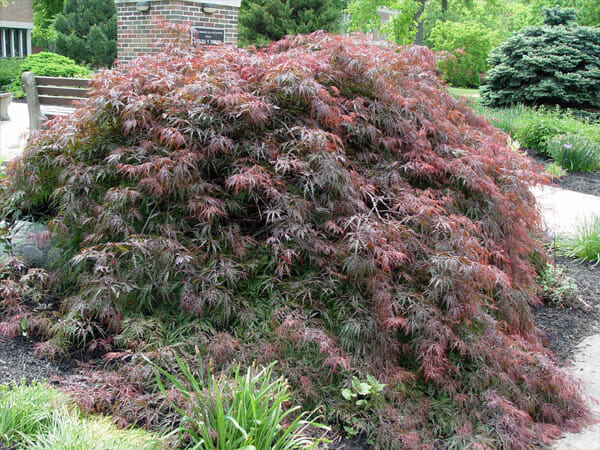 Japanese azalea - japanese azalea - japanese azale.