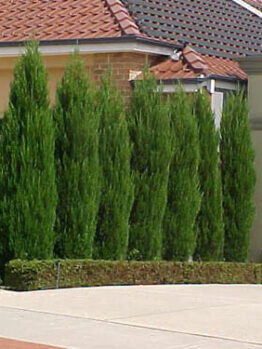 Tall, slender cypress trees lined up along the driveway of a suburban house.
