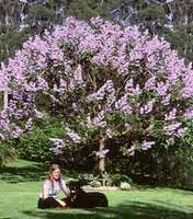 Sapphire Dragon Tree