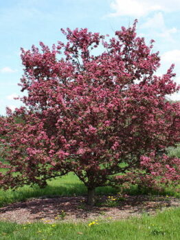 A Malus 'Purple' Crab Apple 13" Pot flowering tree in the middle of a green field.