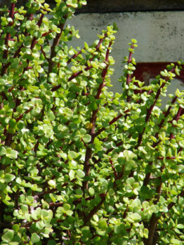 Crassula Jade 'Fine Leaf' Succulent