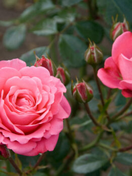 Two blooming pink roses with several buds on a bush.
