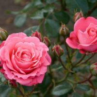 Bella Rosa Rose