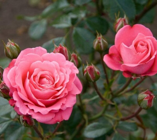 Bella Rosa Rose