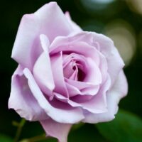 Blue Moon Rose