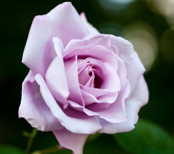 Blue Moon Rose