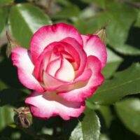 Hannah Gordon Rose