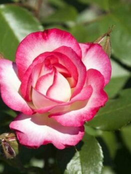Hannah Gordon Rose