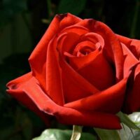 Rose ‘Kardinal’