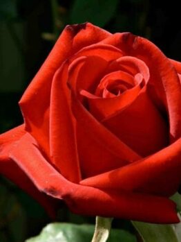 Rose ‘Kardinal’