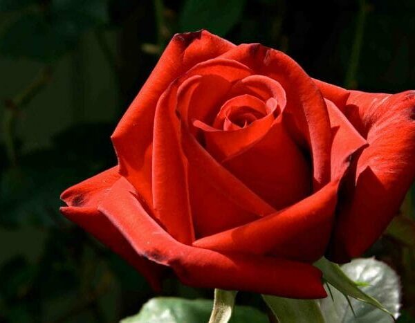 Rose ‘Kardinal’