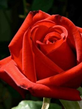 A Rose 'Kardinal' Bush Form with green leaves in the background.