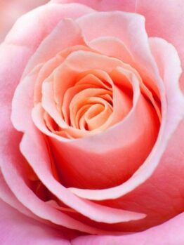 Close-up of a pink rose in bloom.