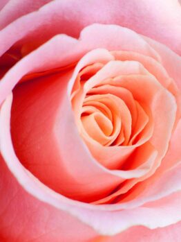 A close up of a Rose 'My Choice' 3ft Standard.
