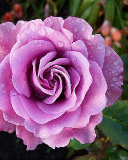 A dew-covered pink rose in full bloom.