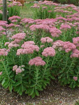 Sedum 'Autumn joy' is a popular hardy plant