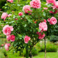 Roses