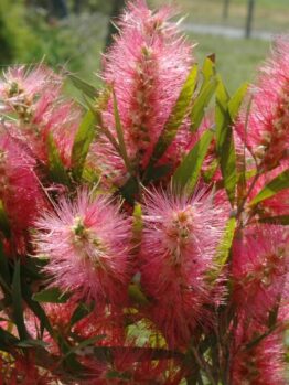 Callistemon 'Candy Pink' 6" Pot flowers on a bush in a field.