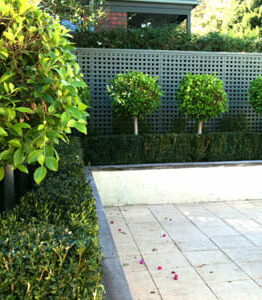 Standard Ficus @ Hello Hello Plants