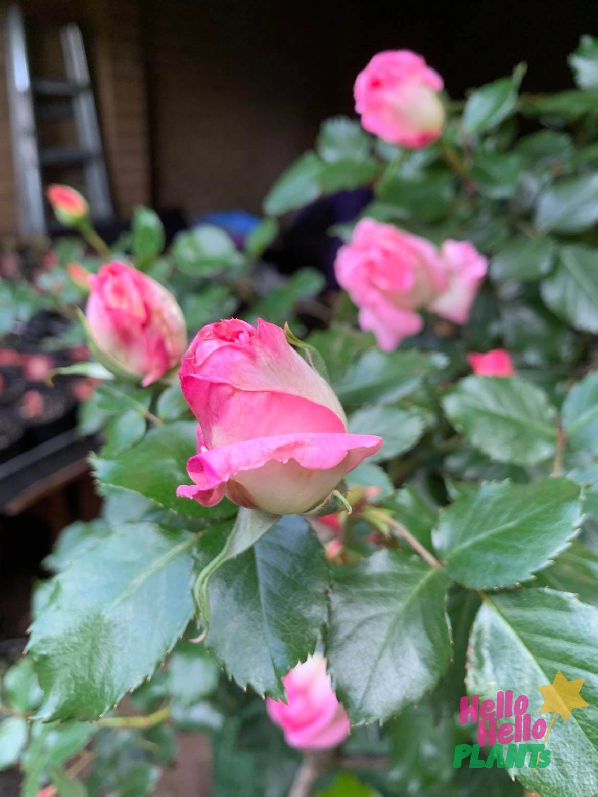 Rose 'Princess De Monaco' Bush Form - Image 3