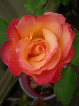 A pink and orange Rose 'Fruitee' 2ft Standard in a pot.