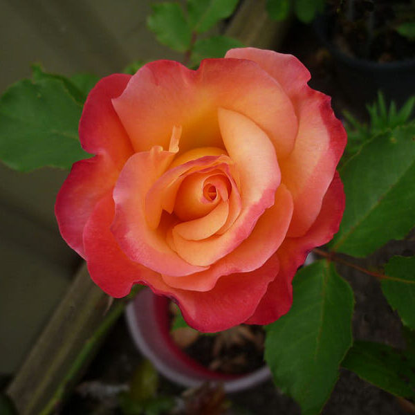 A pink and orange Rose 'Fruitee' 2ft Standard in a pot.