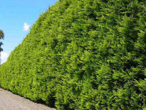 Cupressus 'Castlewellan Gold' Conifer