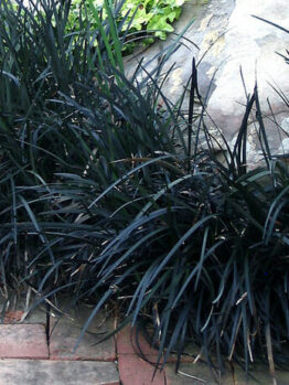 Dense clusters of dark-leaved Mondo Grass types bordering a stone pathway.