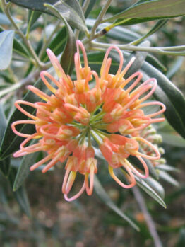A Grevillea 'Apricot Glow' 6" Pot flower on a tree.