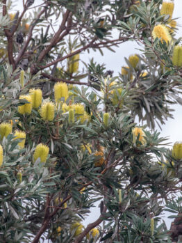 Coastal banksia flowers shrub sand beach tolerant banksia integrifolia